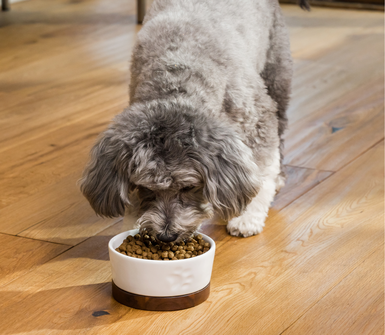 Salmon & Oatmeal Skin & Coat Health Dog Kibble